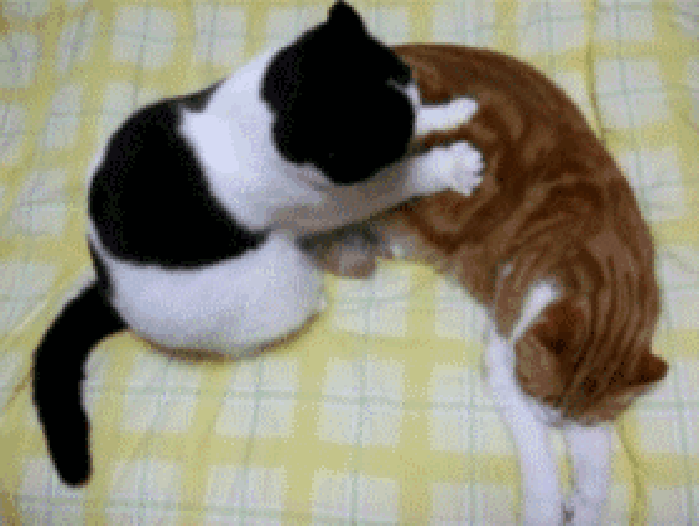 猫咪 按摩 可爱 搞笑