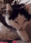 猫咪 拜拜 可爱 萌萌哒