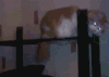 猫咪 可爱 眼睛发光 帽子