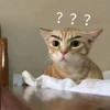 萌宠 猫星人 ？？？ 问号 呆萌 可爱