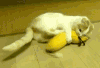 猫咪 可爱 玩耍 调皮