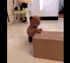萌宠 狗 可爱 萌 泰迪
