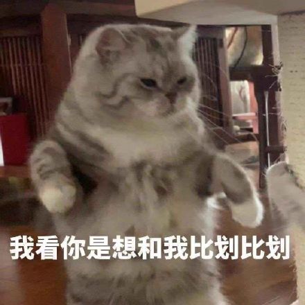 萌宠gif猫星人gif我看你是想和我比划比划gif呆萌gif搞怪gif逗gif