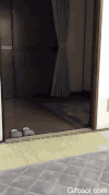 猫头鹰 走 好奇 看