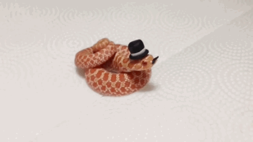 蛇 帽子 恶搞 可爱