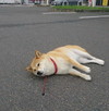 狗狗 耍赖 萌 萌宠