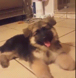 狗狗 賣萌 搞笑 吐舌頭