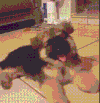 狗狗 卖萌 搞笑 吐舌头
