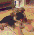 狗狗 卖萌 搞笑 吐舌头