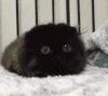 眼睛 萌萌哒 动态 猫咪