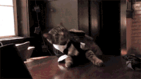 猫咪 可爱 摔跤 搞笑