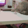 猫咪 遥控器 喵星人  可爱