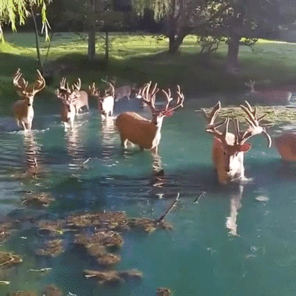 湖 lake 麋鹿 自然 优美