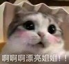 萌宠 喵星人 漂亮姐姐 害羞 呆萌 可爱