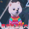 战斗吧萌犬 狗狗 生气 真令本王火大 soogif soogif出品