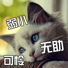 猫 萌宠 喵星人 弱小 可怜 无助 soogif soogif出品