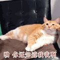 沙雕猫 猫咪 猫 可爱猫 猫表情包 猫咪表情包 小猫