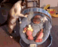 猫咪和宝宝 喵星人 可爱 萌娃