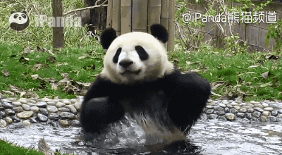 大熊猫 国宝 戏水