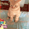猫咪 专注 可爱 花纹