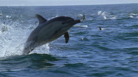 海底世界 海豚 跳跃 出水