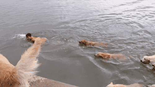 狗狗 主人 游泳 可爱