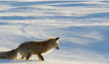 小狐狸 玩耍 大雪 开心