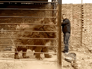 笼子 动物 可爱 狮子