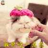 萌宠 猫 喵星人 我只吃一点点 soogif soogif出品