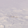 动物 大雪 可爱 呆萌