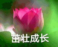 莲花 沙雕莲花 茁壮成长