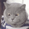 猫咪 蒙圈 什么情况 懵逼