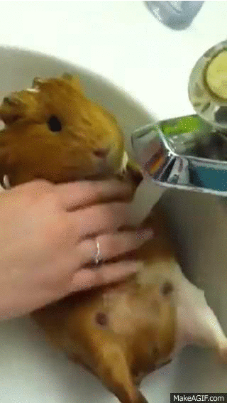 动物 洗澡 可爱 萌