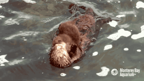 水獭 幼崽 浮 otter
