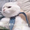 萌宠 喵星人 你一点都不懂我 你一点都不理解我 憨憨 傲娇