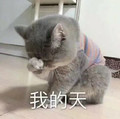 我的天 猫咪 灰毛 捂脸