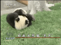 熊猫 打滚 可爱 国宝