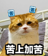 萌宠 喵星人 苦上加苦 我真的好苦 憨憨 委屈