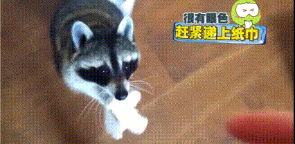 萌寵 動物 搞笑 有眼色