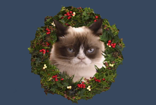 圣诞节 脾气暴躁猫  完美 搞定 漂亮极了