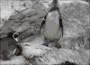 企鹅 penguin