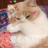 萌宠 喵星人 爱心发射 biubiubiu 呆萌 可爱