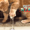 喵星人 猫 可爱 萌宠