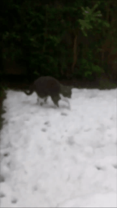 小鹿斑比 动画 雪球  雪
