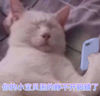 萌宠 猫星人 你的小宝贝困的睁不开眼睛了 困死了 搞怪 呆萌