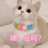 萌宠 猫星人 喂 在吗 呆萌 可爱