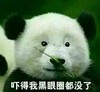 吓得我黑眼圈都没了 熊猫 闻草 拿着