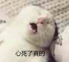 萌宠 喵星人 心死了 生无可恋 憨憨 可爱