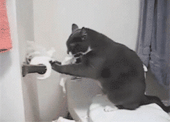 萌宠 猫咪 上完厕所后 撕卫生纸