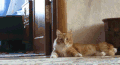 猫咪 可爱 搞笑